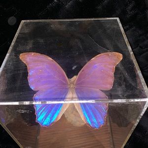 Preserved “The Giant Blue Butterfly” 🦋